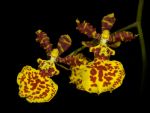 Read more: Odontocidium Butterfly