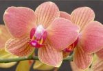 Read more: Phalaenopsis Brother