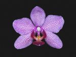 Read more: Phalaenopsis Mary Krull 