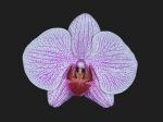 Read more: Phalaenopsis Mivac