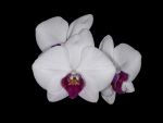 Read more: Phalaenopsis P 12