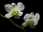 Leggi tutto: Dendrobium X' Mas White