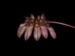 Read more: Bulbophyllum curtisii