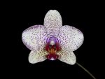Read more: Phalaenopsis Roma 33 AGESCI