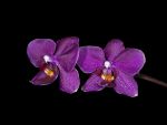 Read more: Phalaenopsis Rama