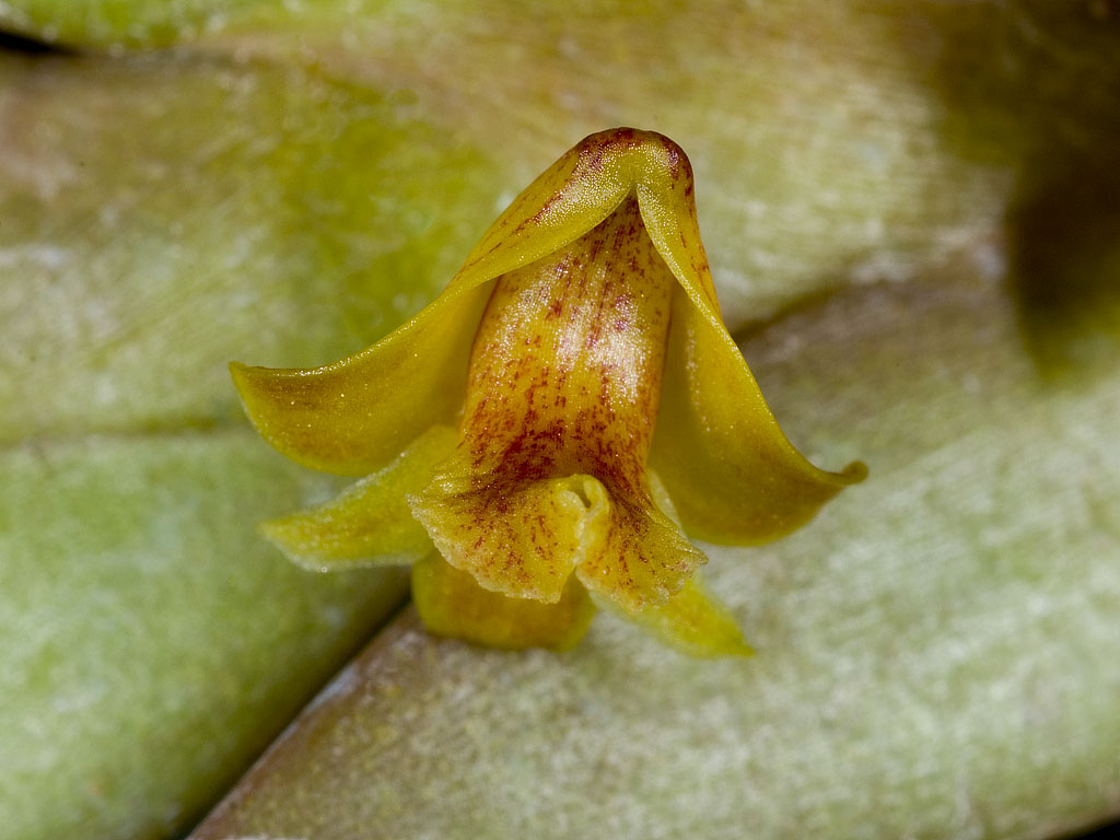 Dendrobium brevimentum